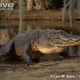 Illustration for article titled Sunday Crocodilian - Alligator mississippiensis Edition